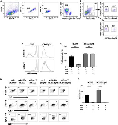 T Follicular Regulatory Cell Suppression of T Follicular Helper Cell Function Is Context-Dependent in vitro